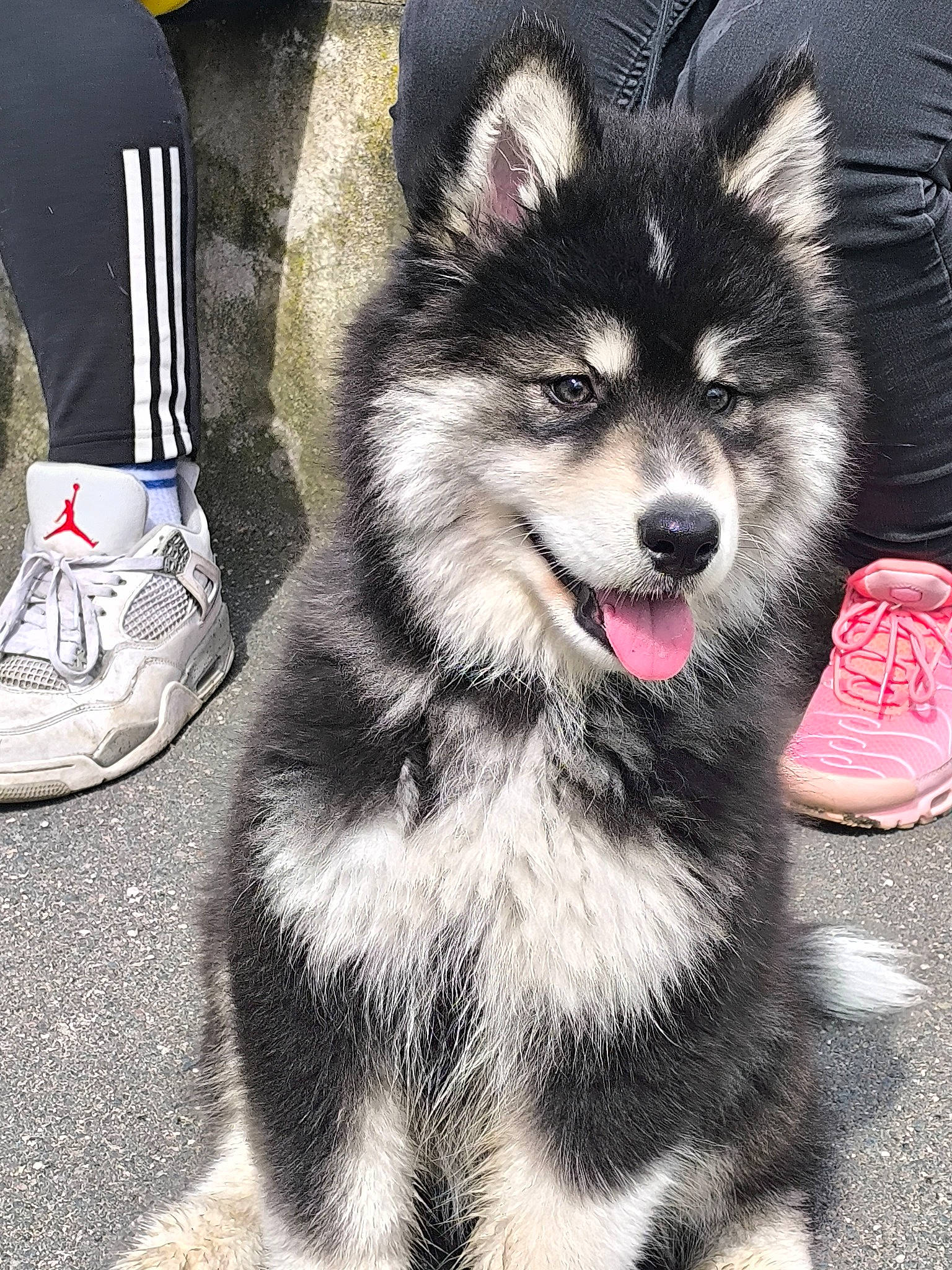 Kara a rejoint le concours — aidez-le/la à gagner de superbes lots ! ancient_dog_breeds, art, canidae, canis, carnivore, companion_dog, dog, dog_breed, fur, non_sporting_group, sled_dog, snout, sporting_group, tail, walking_shoe, whiskers, wolf, working_animal, working_dog