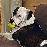 Peyton joined the competition — help win amazing prizes! dog, tennis_ball, couch, indoor, pet, lounge, brown, white, brindle, side_view, looking_back, playful, animal, canine, mouth, resting, furniture, relaxed, house, companion