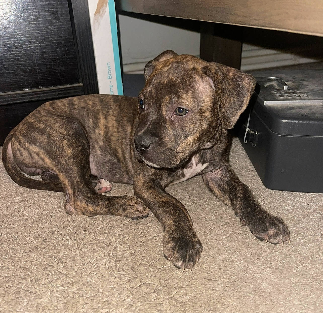 Xena is registered to the contest to win money with this photo: box, canidae, carnivore, companion_dog, dog, dog_breed, fawn, fur, guard_dog, gun_dog, hunting_dog, liver, non_sporting_group, snout, sporting_group, tail, terrestrial_animal, treeing_tennessee_brindle, working_animal, working_dog