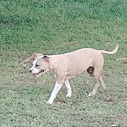 Juno joined the competition — help win amazing prizes! dog, grass, outdoor, animal, pet, fence, walking, canine, nature, greenery, yard, daylight, mammal, side_view, brown, white, tail, snout, ears, leisure