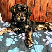 Tillie is registered to the contest to win money with this photo: puppy, dog, black_and_tan, lying_down, pet, animal, portrait, indoors, wooden_wall, blanket, paw_prints, brown_eyes, floppy_ears, collar, cozy, rustic, cute, relaxed, photography, home