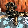 puppy, dog, black_and_tan, lying_down, pet, animal, portrait, indoors, wooden_wall, blanket, paw_prints, brown_eyes, floppy_ears, collar, cozy, rustic, cute, relaxed, photography, home