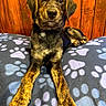 Tillie is registered to the contest to win money with this photo: puppy, dog, black_and_tan, portrait, lying_down, front_legs, long_legs, floppy_ears, brown_fur, black_fur, nose, eyes, pet, indoor, blanket, paw_prints, wooden_wall, collar, tag, cute