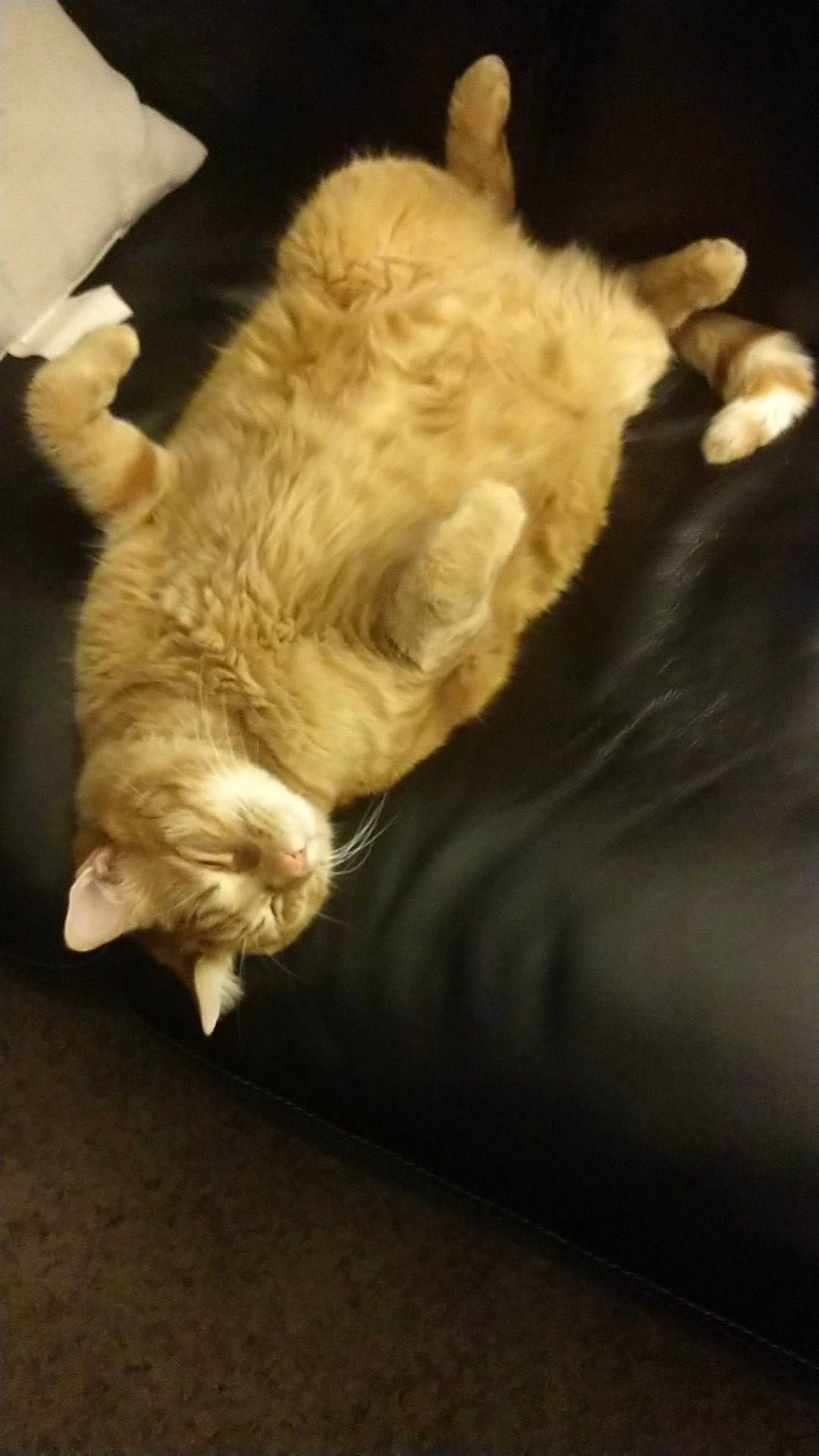 Carlos is registered to the contest to win money with this photo: canidae, carnivore, cat, claw, comfort, darkness, dog_breed, fawn, felidae, flooring, foot, fur, human_leg, paw, small_to_medium_sized_cats, sporting_group, tail, whiskers, wood