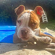 Heaven a rejoint le concours — aidez-le/la à gagner de superbes lots ! dog, puppy, bulldog, close_up, outdoor, sunlight, stick, chewing, stone_surface, greenery, blue_tarp, pet, animal, cute, young, ears, paw, face, snout, nature