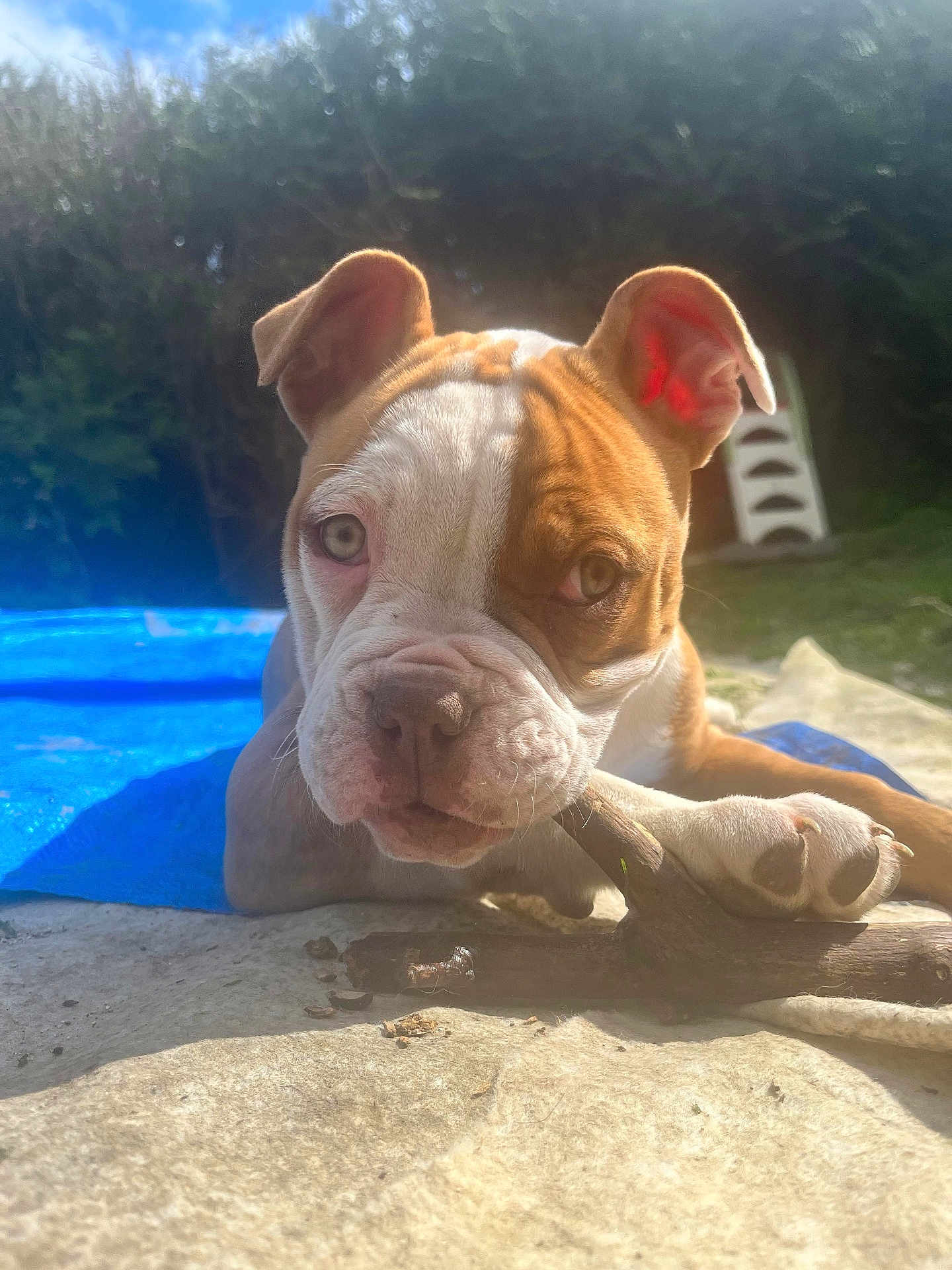 Heaven a rejoint le concours — aidez-le/la à gagner de superbes lots ! dog, puppy, bulldog, close_up, outdoor, sunlight, stick, chewing, stone_surface, greenery, blue_tarp, pet, animal, cute, young, ears, paw, face, snout, nature