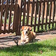 Max is registered to the contest to win money with this photo: animal, backyard, canine, daytime, dog, fence, garden, grass, greenery, lawn, nature, outdoor, pet, relaxing, resting, shade, summer, sunlight, wood, yard