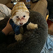 Samson joined the competition — help win amazing prizes! blue_outfit, clothing, couch, cozy, curious, dog, fur, furry_bed, hand, hat, indoor, pet, plaid, puppy, remote_control, resting, small_dog, water_bottle, white_fur, yellow