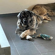 Bella a rejoint le concours — aidez-le/la à gagner de superbes lots ! animal, beige_wall, black_and_brown, brown_dog, calm, companion, crossed_paws, dog, floor, fluffy, indoor, large_dog, lying_down, pet, playful, relaxed, resting, stuffed_animal, tile_floor, toy