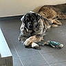 animal, beige_wall, black_and_brown, brown_dog, calm, companion, crossed_paws, dog, floor, fluffy, indoor, large_dog, lying_down, pet, playful, relaxed, resting, stuffed_animal, tile_floor, toy