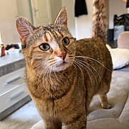 Simba participe au concours pour gagner de l'argent avec cette photo : cat, tabby, pet, indoor, feline, whiskers, tail, couch, living_room, household, curious, domestic_animal, fur, ears, eyes, standing, wooden_stairs, door, furniture, home