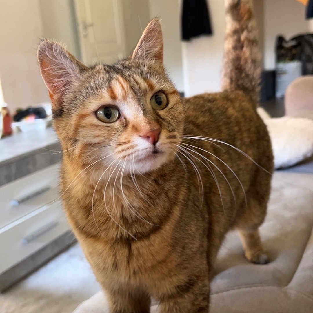 Simba