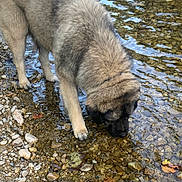 Teddy a rejoint le concours — aidez-le/la à gagner de superbes lots ! animal, brown, canine, closeup, daylight, dog, drinking, fur, gray, mammal, nature, outdoor, pebbles, reflection, riverbed, rocks, sniffing, stream, water, wet