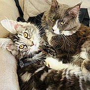 Bounty a rejoint le concours — aidez-le/la à gagner de superbes lots ! animal, cat, cats, companion, couch, cozy, cute, domestic, ears, eyes, feline, fluffy, fur, indoor, pet, pets, relaxed, resting, snuggling, whiskers