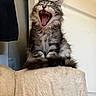 animal, cat, cat_tree, closeup, cozy, cute, feline, fluffy, furniture, household, indoor, pet, portrait, relaxed, sitting, soft_texture, tabby, teeth, tongue, yawning