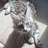 animal, cat, couch, cozy, cute, ears, feline, fur, indoor, kitten, paw, pet, relaxing, resting, shadow, soft, spotted, sunlight, whiskers, young