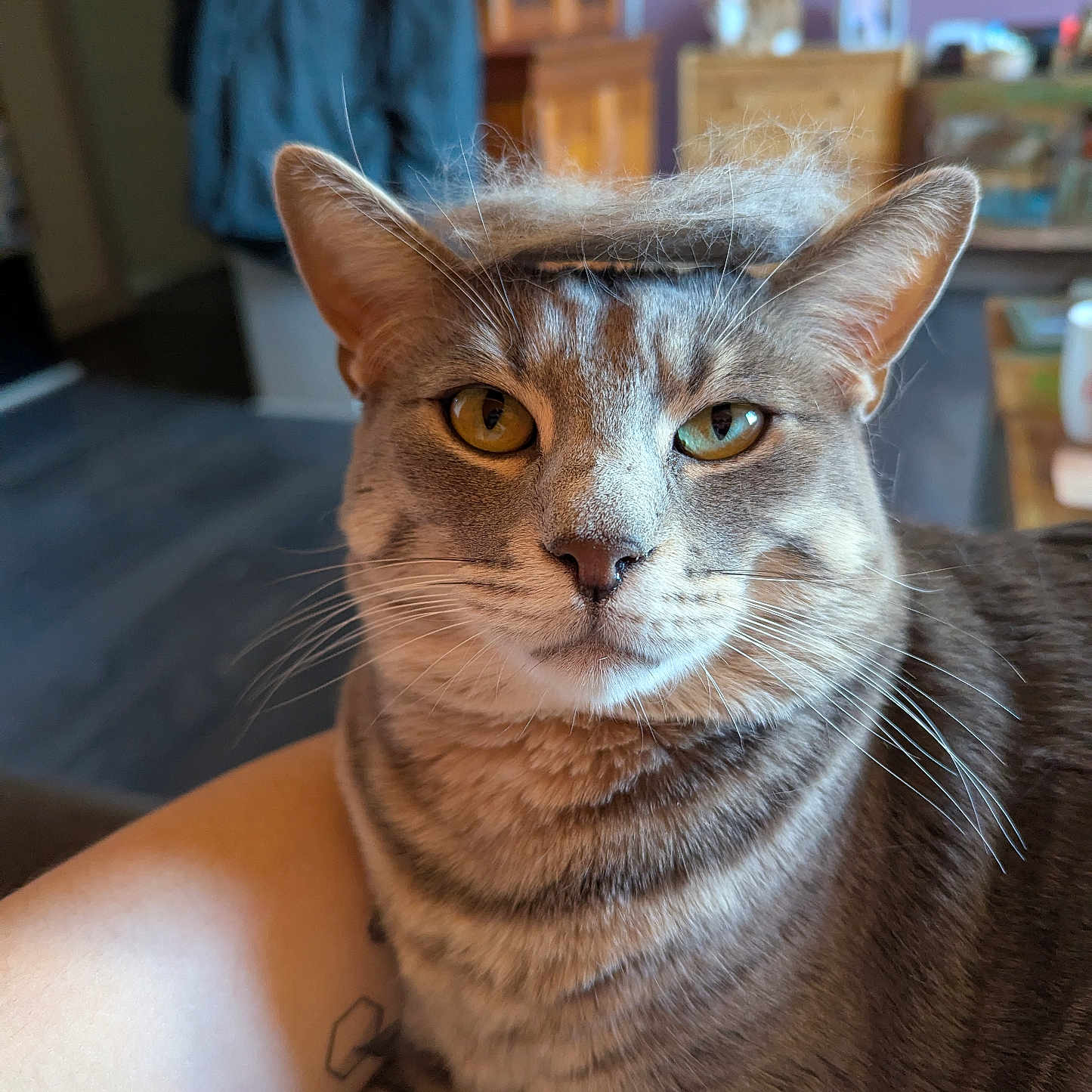Moon participe au concours pour gagner de l'argent avec cette photo : animal, arm, cat, close_up, cozy, domestic_animal, ears, eyes, fur, furniture, household, indoor, mammal, pet, portrait, relaxed, striped, tabby_cat, tattoo, whiskers