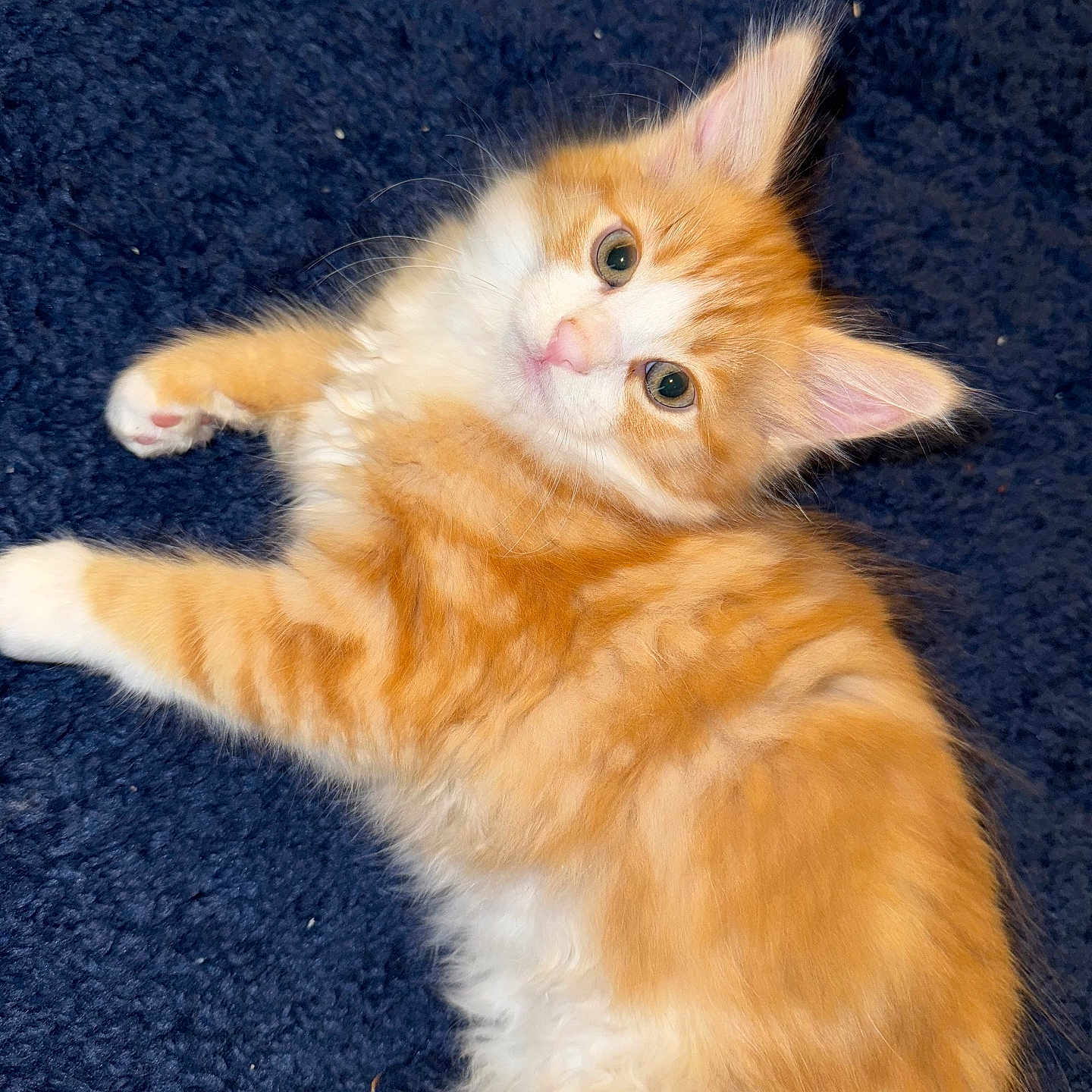 Pumpkin joined the competition — help win amazing prizes! abyssinian, angora, animal, cat, kitten, manx, pet, siamese