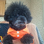 Toby joined the competition — help win amazing prizes! dog, black_dog, curly_fur, pet_clothing, orange_outfit, indoor, person_holding_pet, fluffy, small_dog, curious_expression, wallpaper, wooden_cabinet, arm, hand, seated, cozy, domestic, home_interior, furniture, cute