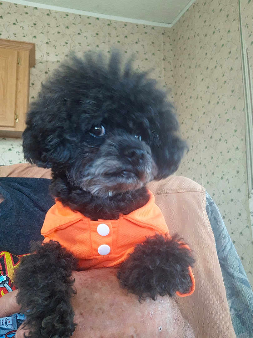 Toby joined the competition — help win amazing prizes! dog, black_dog, curly_fur, pet_clothing, orange_outfit, indoor, person_holding_pet, fluffy, small_dog, curious_expression, wallpaper, wooden_cabinet, arm, hand, seated, cozy, domestic, home_interior, furniture, cute