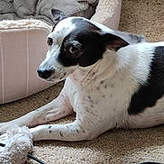 Macy joined the competition — help win amazing prizes! dog, black_and_white, pet_bed, toy, carpet, indoor, laying_down, curious, small_dog, fur, ears, animal, companion, relaxed, home, domestic, cute, looking, paw, snout