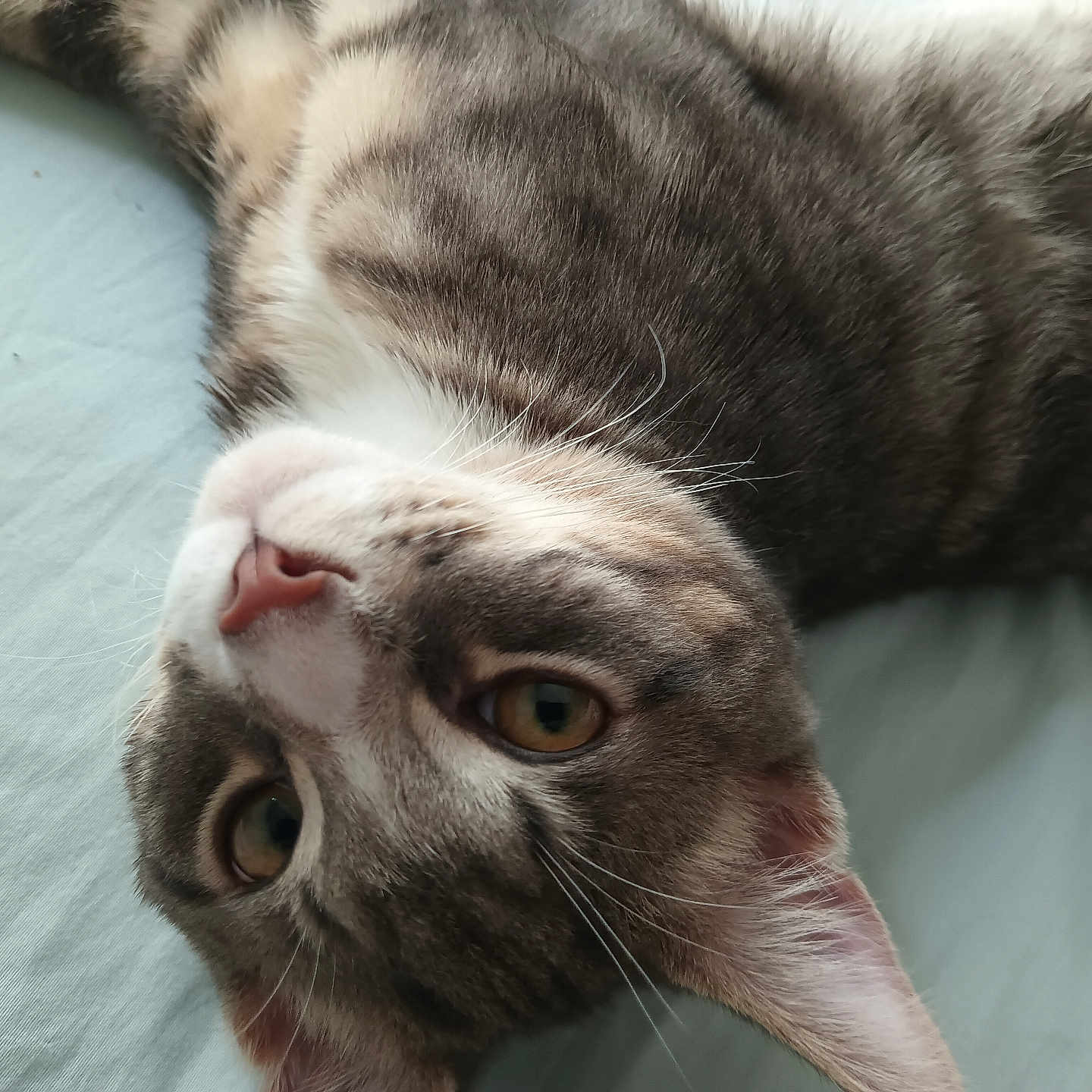 Zamier is registered to the contest to win money with this photo: abyssinian, animal, cat, couch, furniture, kitten, manx, pet, siamese