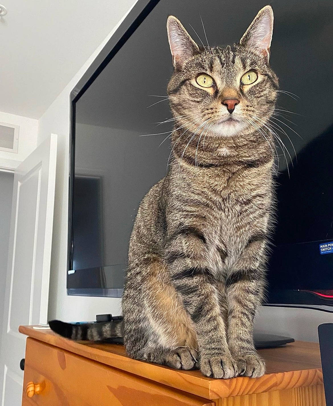 Alex joined the competition — help win amazing prizes! carnivore, cat, display_device, domestic_short_haired_cat, felidae, flat_panel_display, fur, led_backlit_lcd_display, output_device, paw, rectangle, small_to_medium_sized_cats, snout, tail, tree, whiskers, window