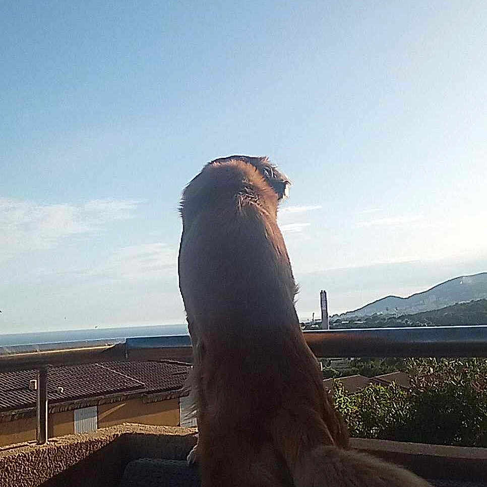 O'Malley a rejoint le concours — aidez-le/la à gagner de superbes lots ! animal, beach, bird, canine, cloud, coast, dog, face, head, nature, outdoors, person, pet, photography, portrait, puppy, sea, shoreline, sky, water