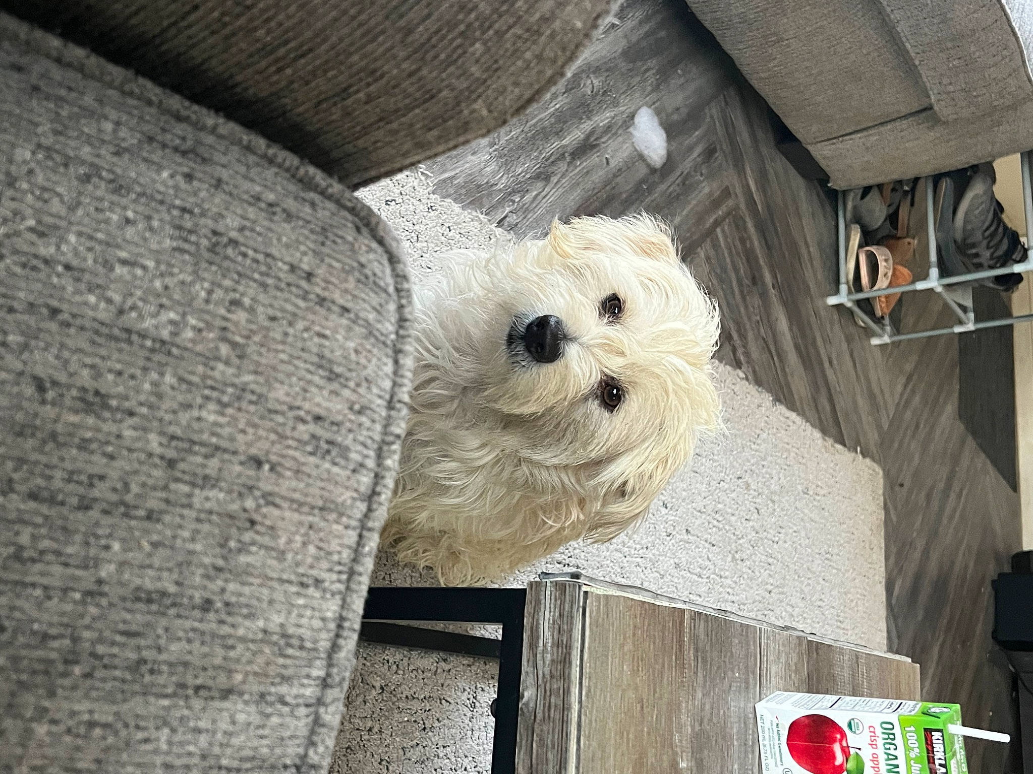 Bruno joined the competition — help win amazing prizes! art, canidae, carnivore, companion_dog, felidae, fur, house, non_sporting_group, room, small_terrier, snout, sporting_group, stuffed_toy, teddy_bear, terrier, tree, whiskers, wood