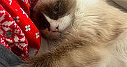 Princess is registered to the contest to win money with this photo: cat, feline, pet, bed, blanket, red_fabric, paw, stretching, closeup, resting, cozy, sleepy, fur, whiskers, indoor, cute, animal, soft, comfort, holiday