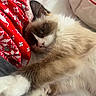 cat, feline, pet, bed, blanket, red_fabric, paw, stretching, closeup, resting, cozy, sleepy, fur, whiskers, indoor, cute, animal, soft, comfort, holiday