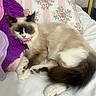 Princess joined the competition — help win amazing prizes! cat, fluffy, sleeping, bed, pillow, blanket, pink_collar, indoor, pet, feline, resting, cute, domestic_animal, cozy, white, brown, black, fur, animal, relaxed