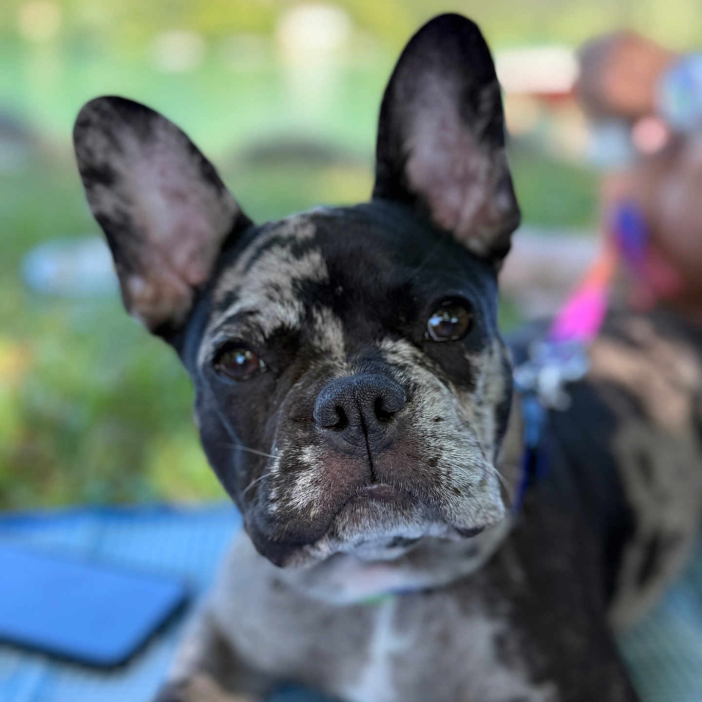 Appy a rejoint le concours — aidez-le/la à gagner de superbes lots ! animal, blanket, brindle, canine, close_up, companion, daylight, dog, domestic_animal, ears, face, french_bulldog, fur, grass, leash, lying_down, nose, outdoor, pet, portrait