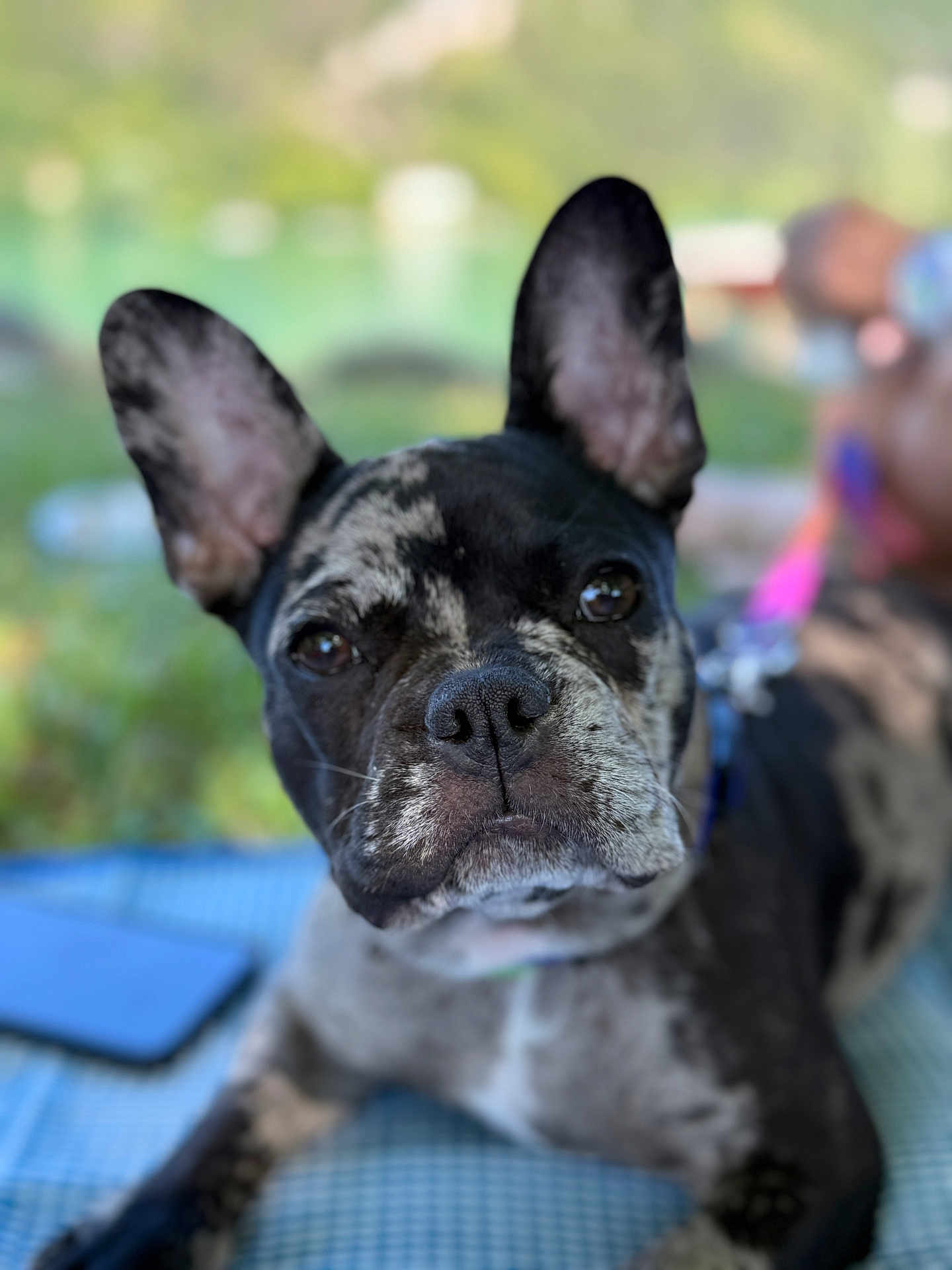 Appy a rejoint le concours — aidez-le/la à gagner de superbes lots ! dog, french_bulldog, brindle, pet, animal, outdoor, grass, blanket, leash, ears, close_up, portrait, lying_down, canine, nose, fur, face, daylight, domestic_animal, companion