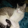 cat, tabby, white_fur, animal, pet, feline, tail, blanket, indoor, cozy, resting, cute, fur, whiskers, sleepy, soft_texture, relaxing, domestic_animal, closeup, comfort