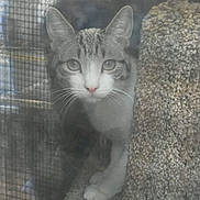 Lucky is registered to the contest to win money with this photo: cat, animal, pet, indoor, curious, ears, whiskers, face, eyes, fur, tabby, window, mesh, screen, texture, closeup, looking, paws, gray, white