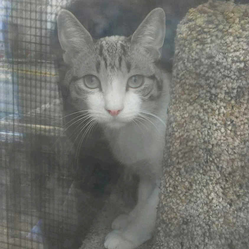 Lucky is registered to the contest to win money with this photo: animal, cat, closeup, curious, ears, eyes, face, fur, gray, indoor, looking, mesh, paws, pet, screen, tabby, texture, whiskers, white, window