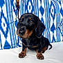 Bean is registered to the contest to win money with this photo: dog, puppy, dachshund, black_and_tan, pet, cute, animal, indoor, sitting, face, fur, ears, paw, looking_up, small, adorable, companion, canine, young, portrait