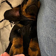 Bean is registered to the contest to win money with this photo: puppy, dog, pet, sleeping, black_and_tan, fur, paw, hand, denim, blanket, cozy, cute, snuggling, animal, domestic_animal, relaxed, closeup, indoor, resting, companion