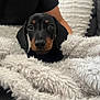 dog, puppy, dachshund, black_and_tan, blanket, fluffy_blanket, cozy, indoor, pet, animal, cute, fur, face, snout, ears, domestic_animal, companion, resting, couch, person_arm