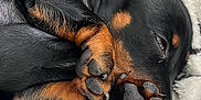 Bean is registered to the contest to win money with this photo: puppy, dog, sleeping, paw, black_fur, tan_fur, close_up, blanket, cozy, cute, nap, fur, pet, animal, domestic_animal, resting, soft, indoor, comfort, young