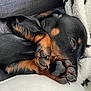 puppy, dog, sleeping, paw, black_fur, tan_fur, close_up, blanket, cozy, cute, nap, fur, pet, animal, domestic_animal, resting, soft, indoor, comfort, young