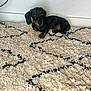 Bean is registered to the contest to win money with this photo: dog, puppy, dachshund, black_and_tan, carpet, rug, indoor, pet, animal, cute, small_dog, lying_down, furniture, home, floor, domestic_animal, looking_up, ears, whiskers, tail