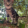 kitten, cat, tree, branch, leaves, outdoor, nature, animal, young, fur, whiskers, eyes, curious, perched, sunlight, background, greenery, pet, mammal, closeup