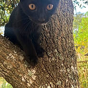 Suki is registered to the contest to win money with this photo: black_cat, kitten, tree, bark, outdoor, nature, animal, pet, curious, climbing, wildlife, young_cat, feline, close_up, eyes, forest, daylight, mammal, branch, alert