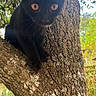 black_cat, kitten, tree, bark, outdoor, nature, animal, pet, curious, climbing, wildlife, young_cat, feline, close_up, eyes, forest, daylight, mammal, branch, alert