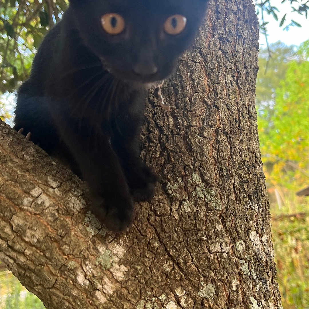 Suki is registered to the contest to win money with this photo: black_cat, kitten, tree, bark, outdoor, nature, animal, pet, curious, climbing, wildlife, young_cat, feline, close_up, eyes, forest, daylight, mammal, branch, alert