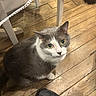 cat, gray_cat, white_cat, indoor, wooden_floor, shoe, sneaker, footwear, pet, animal, feline, whiskers, looking_up, floorboard, chair_leg, curious, domestic_cat, close_up, sitting, green_eyes