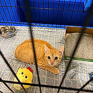 Nugget is registered to the contest to win money with this photo: animal, cage, cardboard_box, cat, cute, domestic, ears, eyes, feline, indoor, litter_box, looking_up, orange_tabby, pet, playful, plush_toy, quilted_blanket, resting, water_bowl, yellow_chick