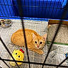 animal, cage, cardboard_box, cat, cute, domestic, ears, eyes, feline, indoor, litter_box, looking_up, orange_tabby, pet, playful, plush_toy, quilted_blanket, resting, water_bowl, yellow_chick